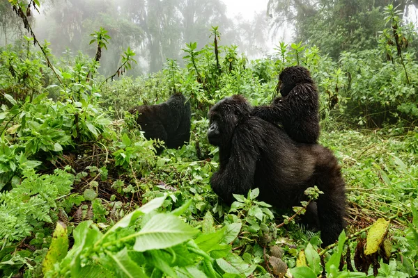 Female mountain gorilla with baby on top — Stock Photo, Image