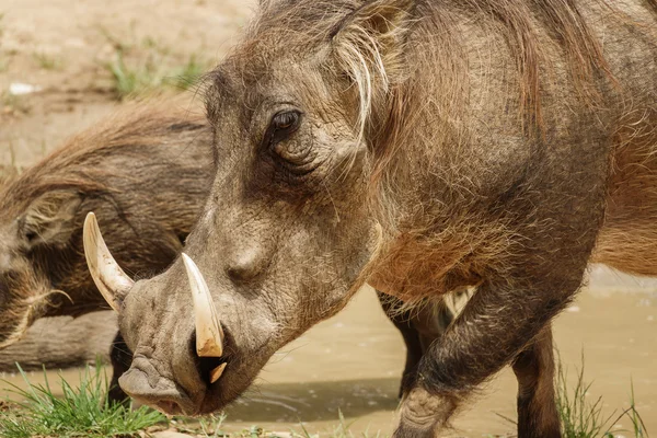 Společné warthog jíst v trávě — Stock fotografie