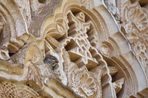 Vrabec v Alhambře — Stock fotografie