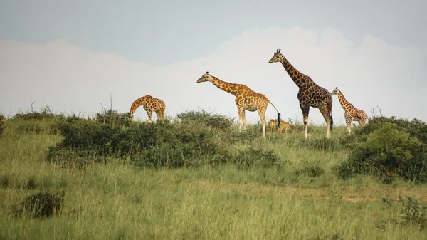 Skyline con giraffe di età diverse — Foto Stock