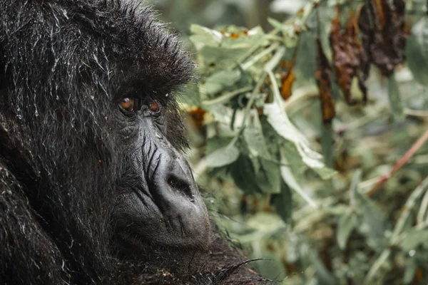 Close-up van berg gorilla-gezicht — Stockfoto