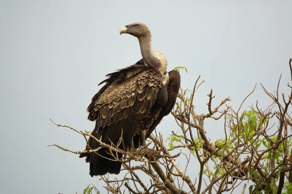 Vulture standing tall on a tree — Stock Photo, Image