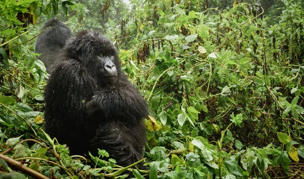 Női hegyi gorilla gondolkodás az erdő — Stock Fotó