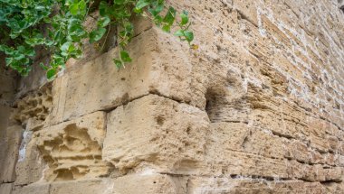 Sarmaşıklı eski duvar