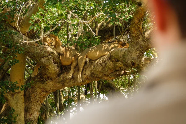 El turista observa leones en un árbol — Foto de Stock