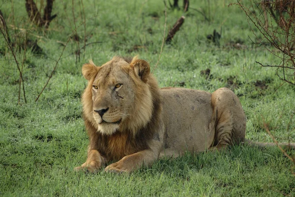 Viejo león macho con cicatrices tumbado mirando al frente — Foto de Stock