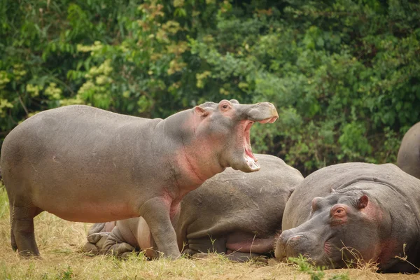 Hippopotamus openin - munn – stockfoto