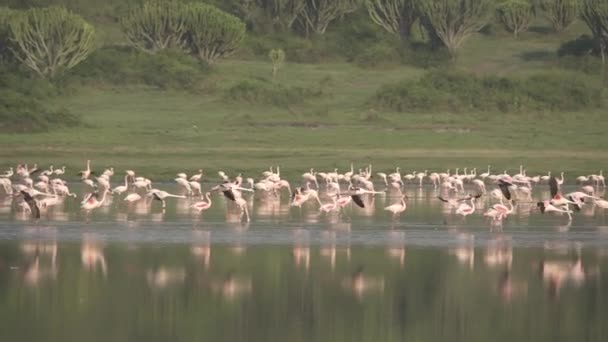 Large Group of pelicans in slow motion — Stock Video