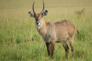 Waterbuck boğa portresi