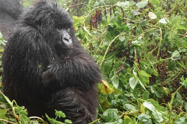 Vrouwelijke berg gorilla denken in het bos, close-up — Stockfoto