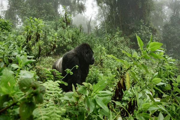 Silverback gorilla górskich w Mglisty las — Zdjęcie stockowe