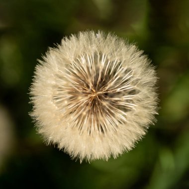 Karahindiba üst görünümü bulanık arkaplanı kapatır