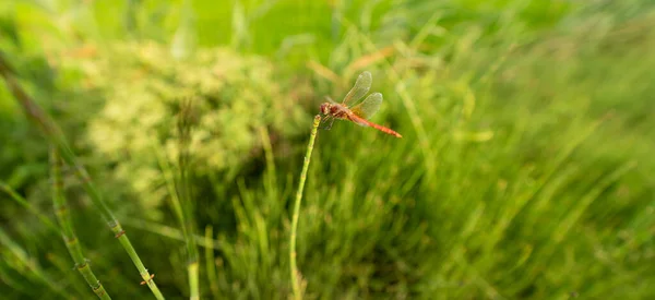 Libélula empoleirada sobre o topo do raminho — Fotografia de Stock