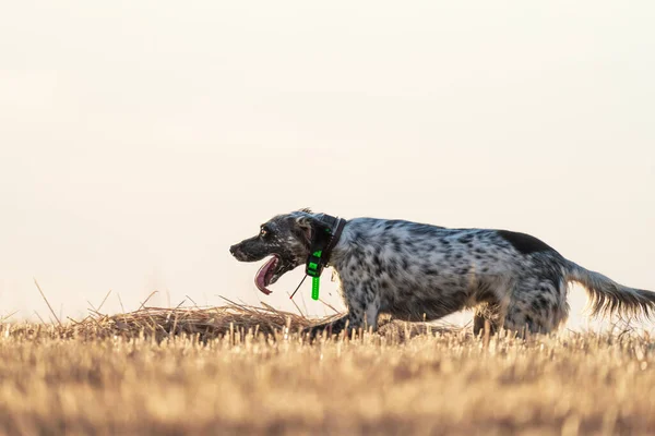 Puntero pedigrí perro corriendo en el campo con la lengua hacia fuera y el espacio de texto —  Fotos de Stock