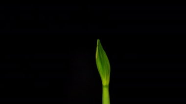 Çiçek açan zaman arkaplanı siyah arkaplanda kaybolur