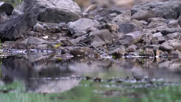 West-gele kwikstaart dansend over droge rivier — Stockvideo