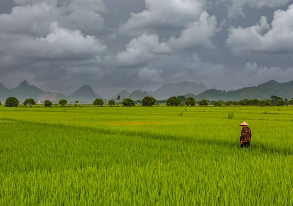 Céu escuro tempestuoso sobre campos de arroz no Vietnã — Fotografia de Stock