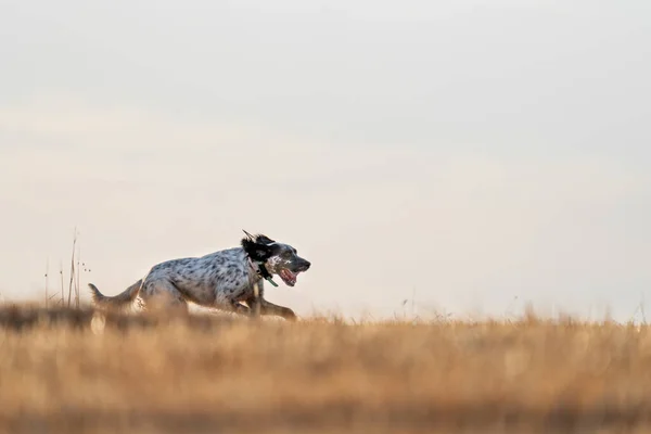 Пойнтер родовід собака працює в горизонті з язиком і текстовим простором — стокове фото