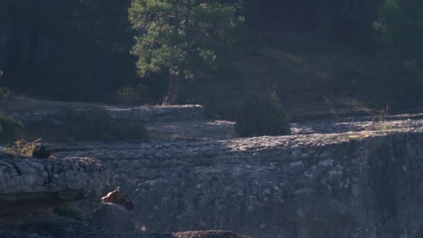 Sęp rozgrzewa się z otwartymi skrzydłami nad skałami — Wideo stockowe