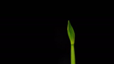 Metin alanı ile siyah arkaplan üzerinde çiçek açma süresi doluyor