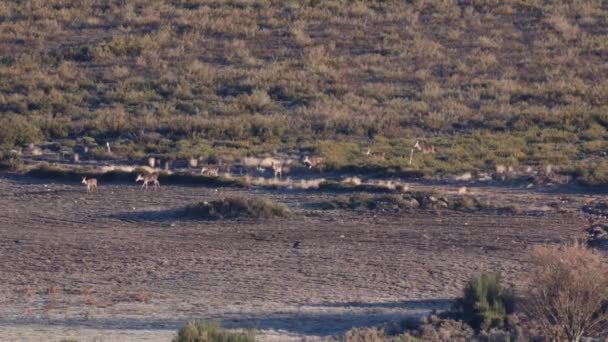 Grote rij vrouwelijke herten lopend in de bush — Stockvideo