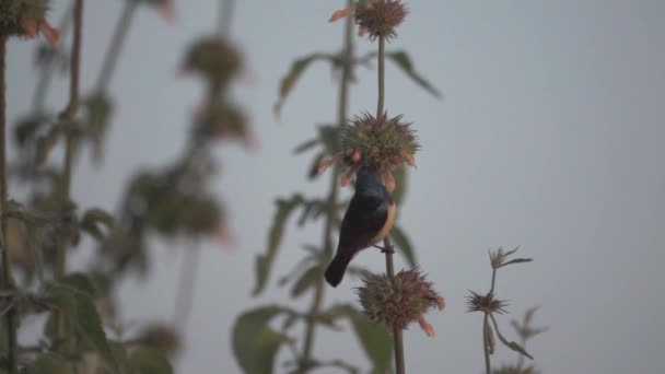 Sunbird moving over the sprig in slow motion — Stock Video