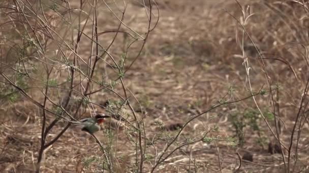 Bee-Eater letí z větve v pomalém tempu — Stock video