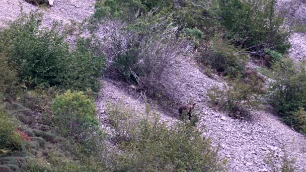 Ours sauvage marchant sur une zone pierreuse dans les Asturies — Video