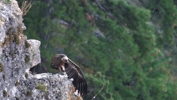 Avvoltoio che allunga le ali e guarda la macchina fotografica — Video Stock