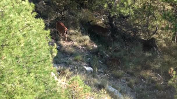 Vista superior de la familia de ciervos en la ladera — Vídeos de Stock