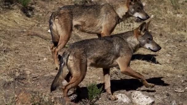 Visão de perfil de lobo andando em câmera lenta — Vídeo de Stock