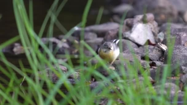 Εστίαση από το δυτικό κίτρινο πουλί wagtail στα ζιζάνια — Αρχείο Βίντεο