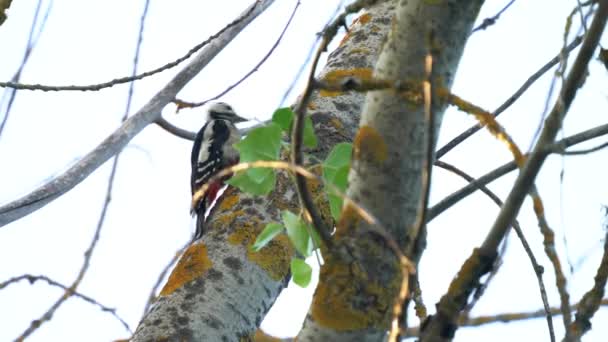 Pic au-dessus du tronc d'arbre essayant de faire un trou — Video