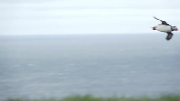 Паффин летит рядом с холмом в замедленной съемке против океана — стоковое видео