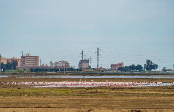 Stora flamingo fåglar koloni nära staden — Stockfoto