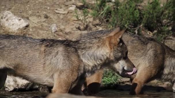 Wolfs in the pond in super slow motion — Stock Video