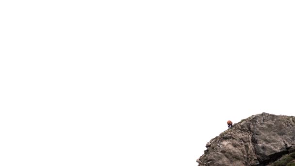 Шамуа над скалами на вершине горы против белого неба — стоковое видео