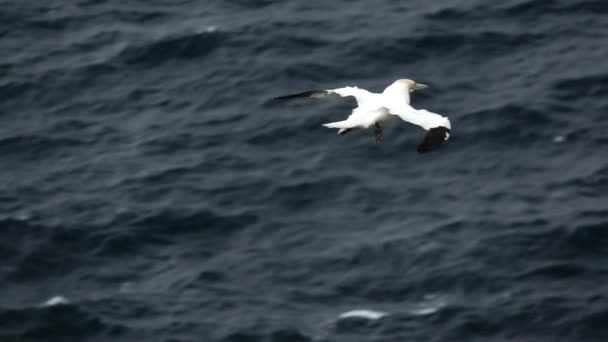 Gannet скольжения над океаном в супер замедленной съемке — стоковое видео
