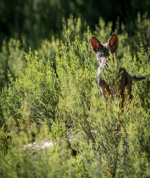 Small wolf looking at the camera behind the bush — Stock Photo, Image