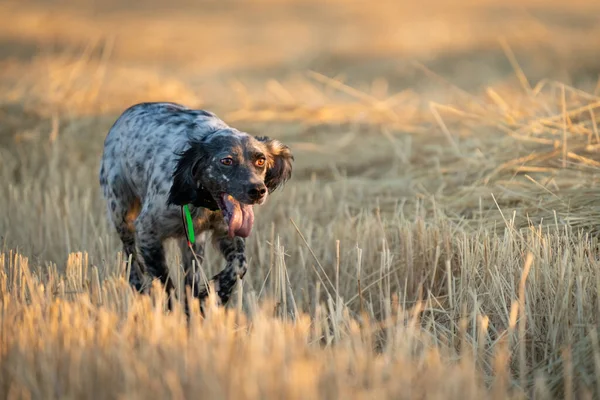 Pointer pedigree dog running over the wheat field — Stock Photo, Image