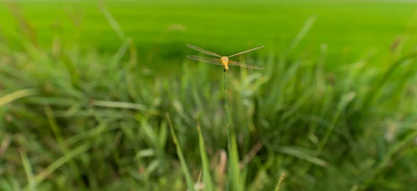 Dragonfly perched over the top of the sprig, rear view — Stock Photo, Image