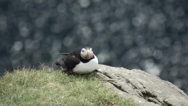 Puffin on top of the rock curling up in slow-mo — Stock Video