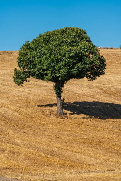 Ekilmiş buğday tarlasının üzerinde izole edilmiş kestane ağacı — Stok fotoğraf