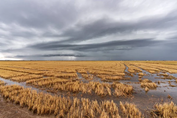 Albufera, Valencia 'da pirinç tarlalarını sel bastı.