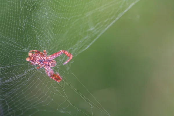 Spinne und Spinnennetz mit unscharfem grünlichem Hintergrund — Stockfoto