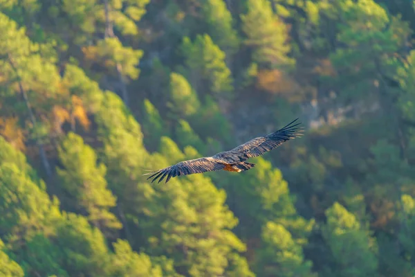 Vulture gliding over the forest on autumn colors — Stock Photo, Image