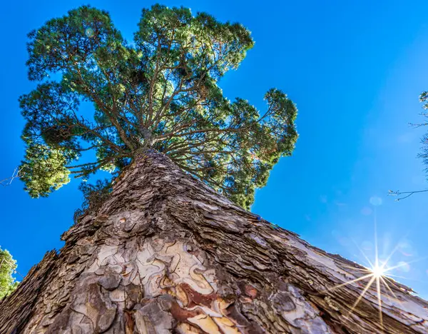 Vista in basso di un enorme pino sotto il cielo blu — Foto Stock