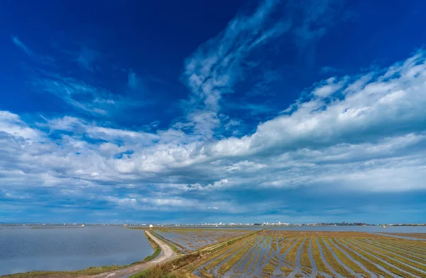 Campos de arroz inundados en Albufera — Foto de Stock