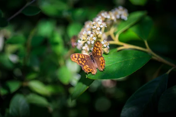 Papillon sur la feuille verte près des fleurs — Photo