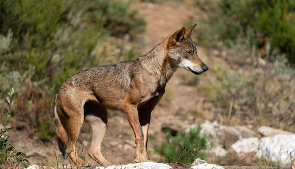 Vista de perfil de lobo sobre las rocas mirando a la derecha — Foto de Stock